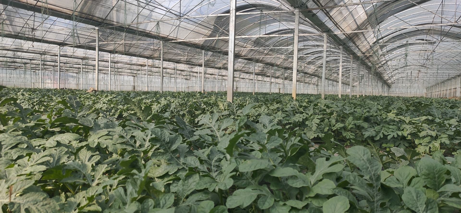 2025年西瓜主产区成本构成对比柱状图