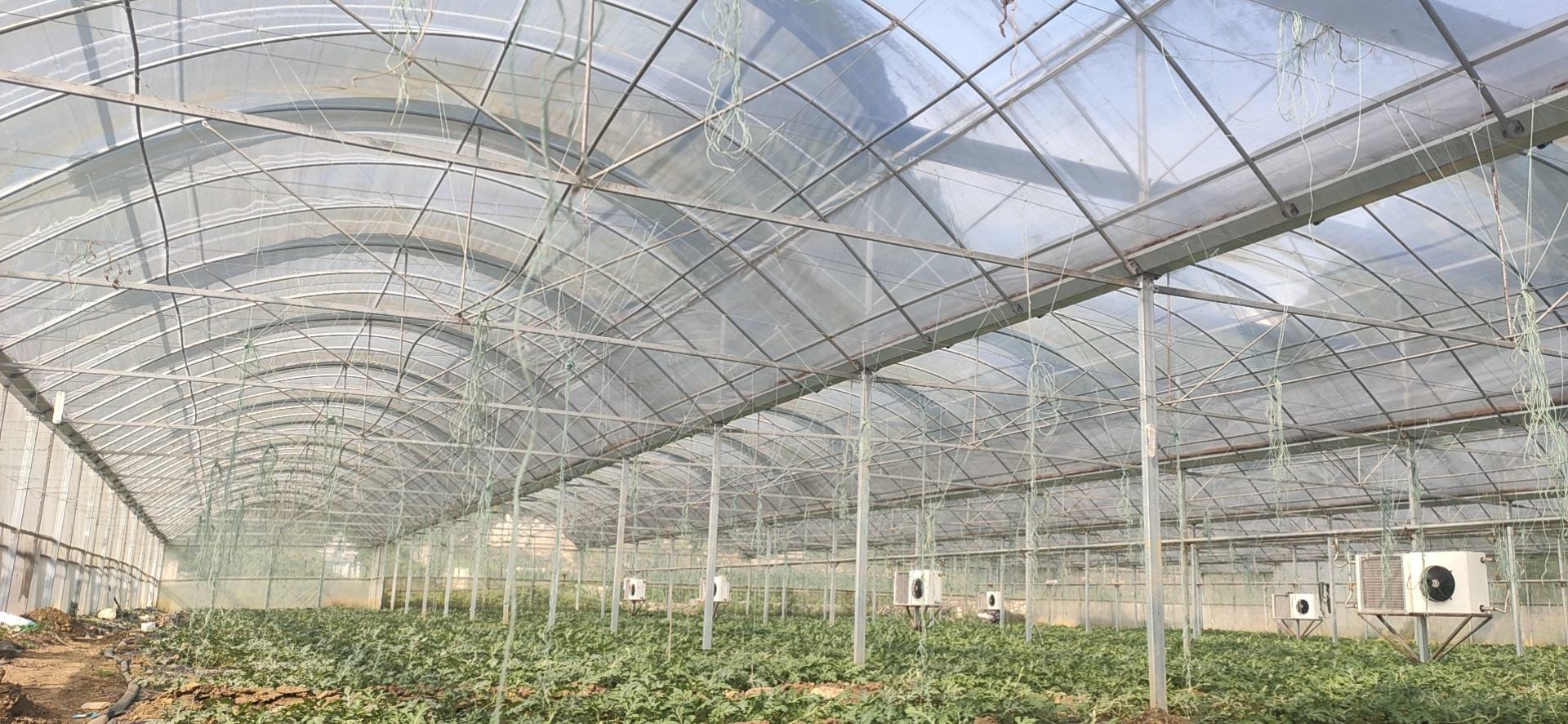 早佳8424西瓜种子催芽过程特写