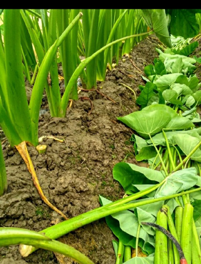 广东湛江廉江市芋头 1.20元/斤农家自种荔浦芋头