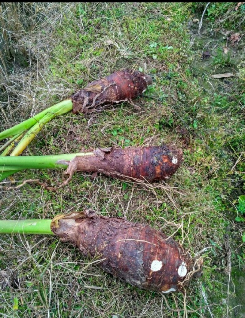 广东湛江廉江市芋头 1.20元/斤农家自种荔浦芋头