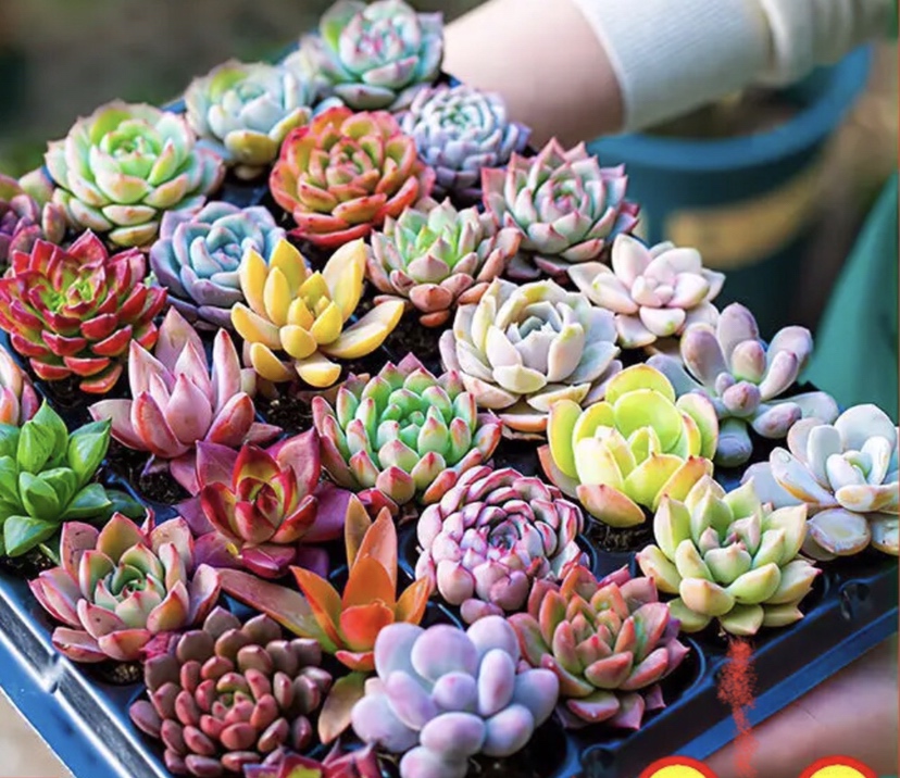黑玛卡与黄玛咖植株对比图