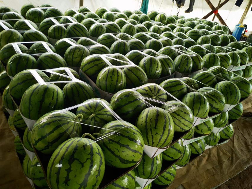 麒麟西瓜电商打包现场