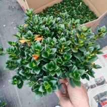 红圆杯金鱼花，八角杯金鱼花，金鱼草吊兰，红黄各种规格。