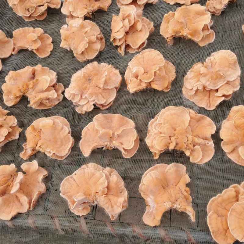 榆耳菌干货批发佛系素食榆菇灵芝菇黄金侧耳榆蘑菇火锅食材