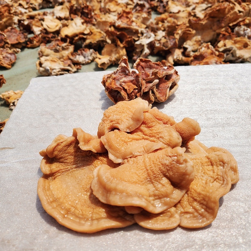 榆耳菌干货批发佛系素食榆菇灵芝菇黄金侧耳榆蘑菇火锅食材