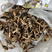 精品干蝎