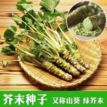 芥末种子调味种籽保健料理高产特色菜四季易种盆栽蔬孑