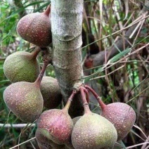 牛奶果种子别称乳源榕一种既有观赏价值又有保健功能的
