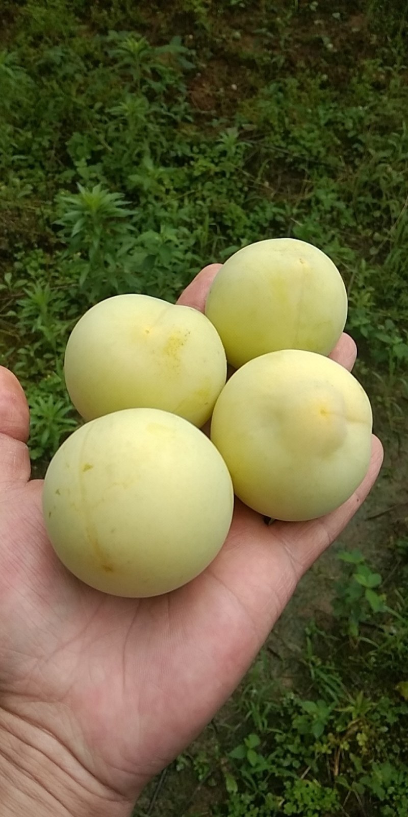 [李子批发]广西桂林灌阳县李子 2.00元/斤黄皮李子 _ 一亩田