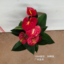 120#皇冠13元一盆28棵装一箱广州发货花红得发光发亮