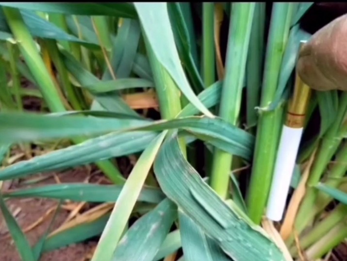 小麦白穗症状图