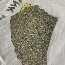 麦黄草籽