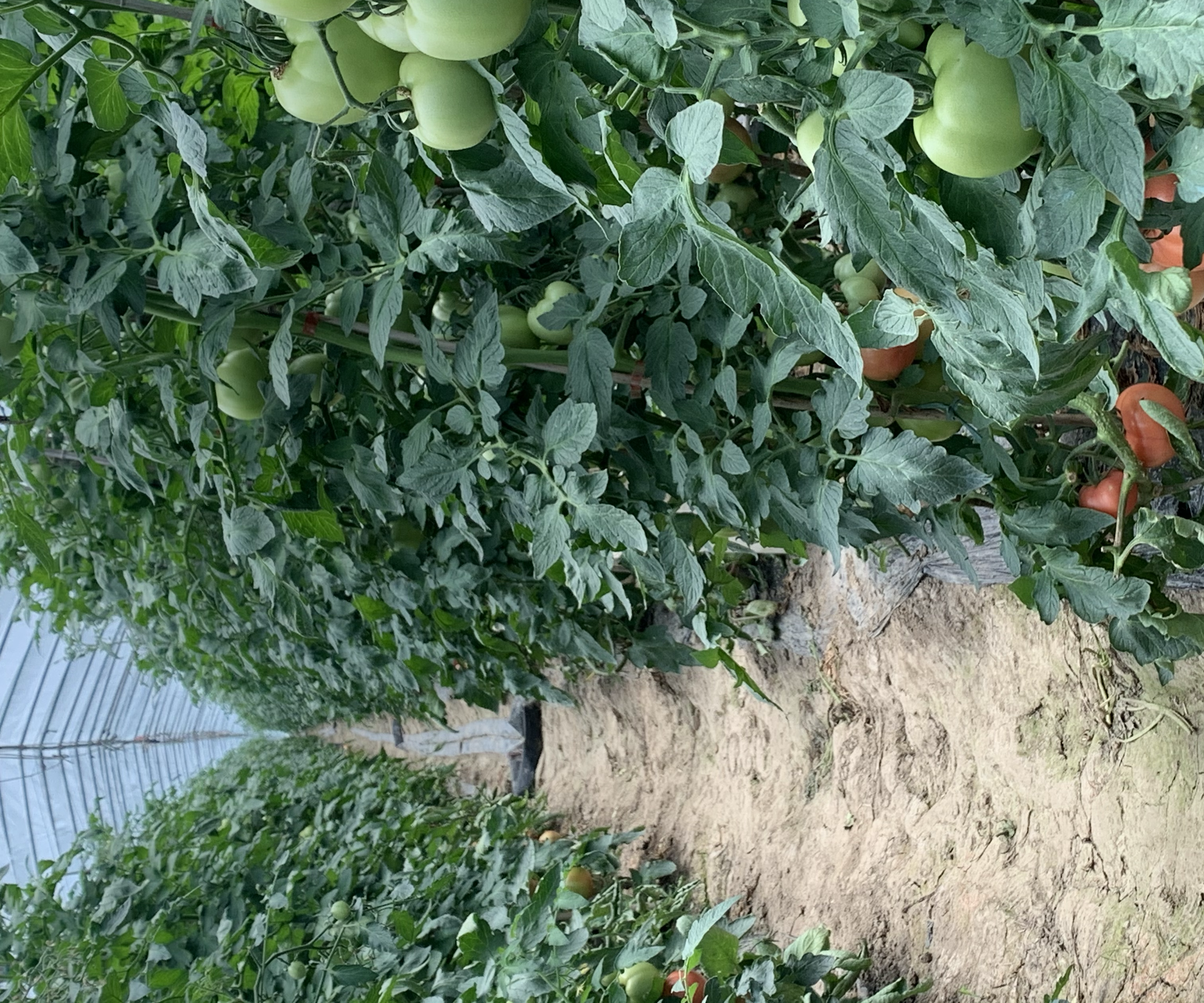 北方温室8月育苗丝瓜10月采收实景图