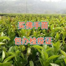 广西高产改良佛手苗成活率高，亩产量高！量大包办检疫证