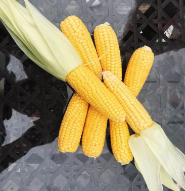 [水果玉米批发]董浜黄金小玉米 田头现采,保证新鲜,绿色环保,口感甜糯