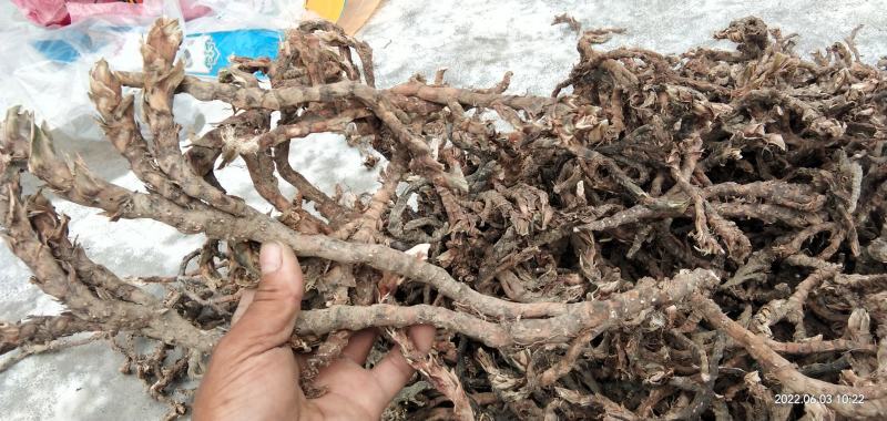 石菖蒲价格?