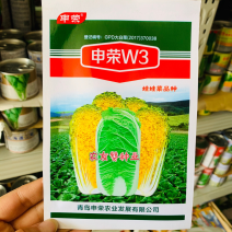 申荣W3娃娃菜种子春秋叠抱筒形球菜用早熟黄心娃娃菜种子