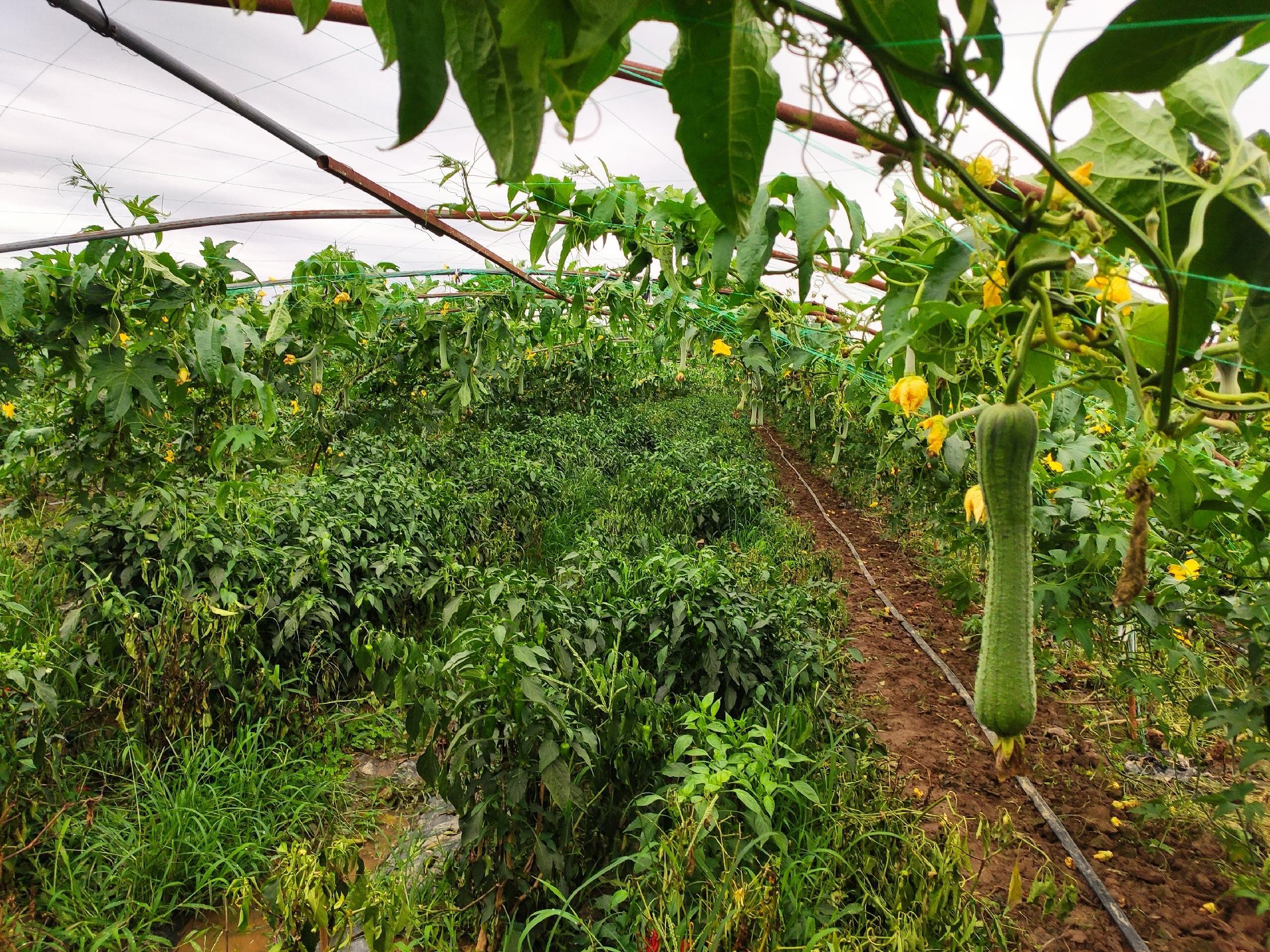 草木灰撒施在苦瓜田间,均匀分布于垄面 草木灰撒施在苦瓜田间