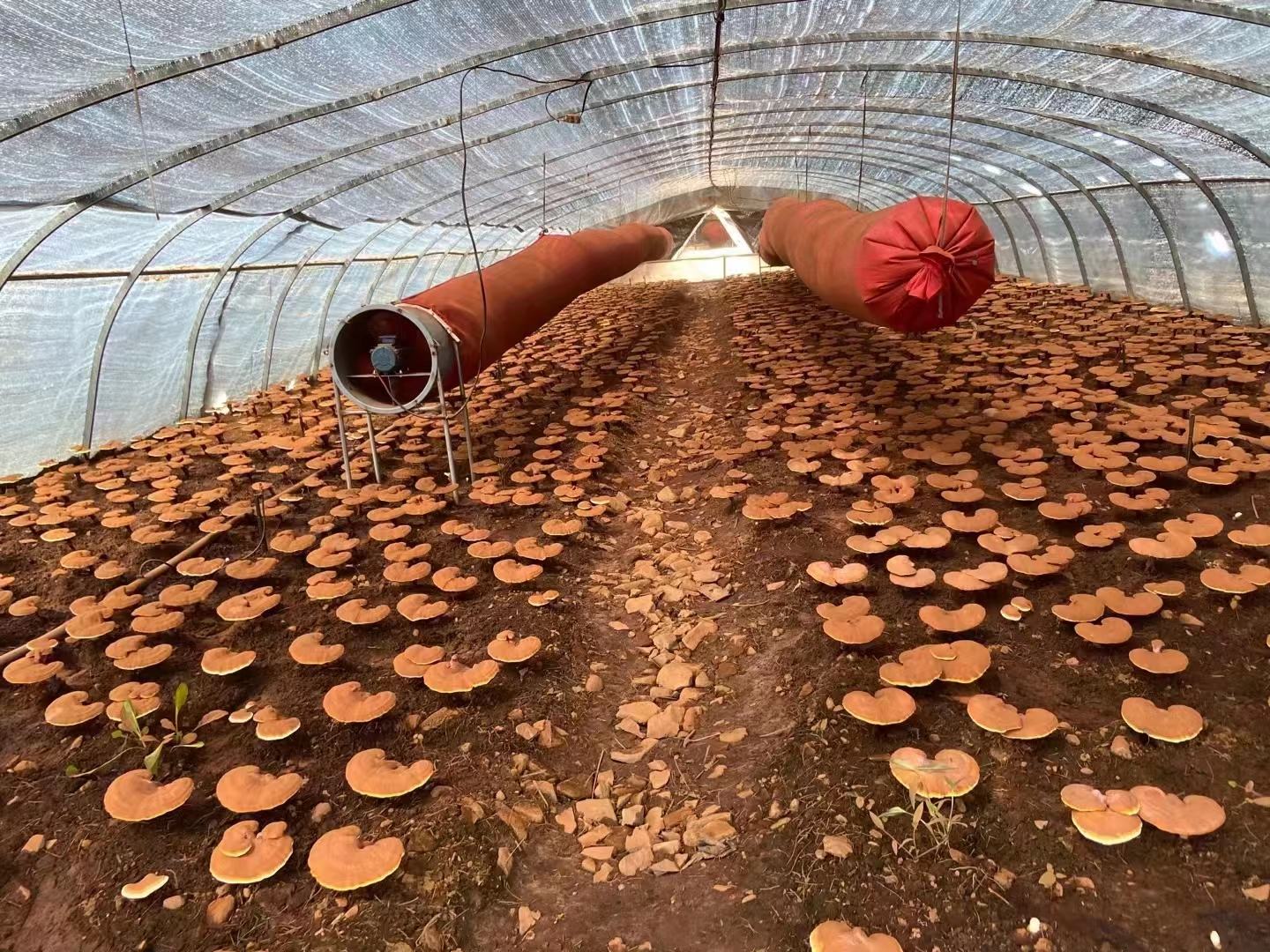 灵芝栽培环境调控示意图