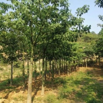 攀枝花美丽异木棉，现货