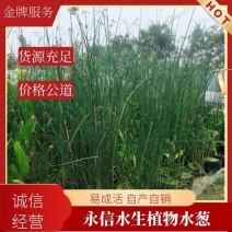 河北安新永信水葱水草，基地直供一手货源易成活质量保证