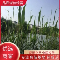 河北永信芦苇易成活各种水生植物芦苇保质保量