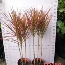 180盆七彩铁