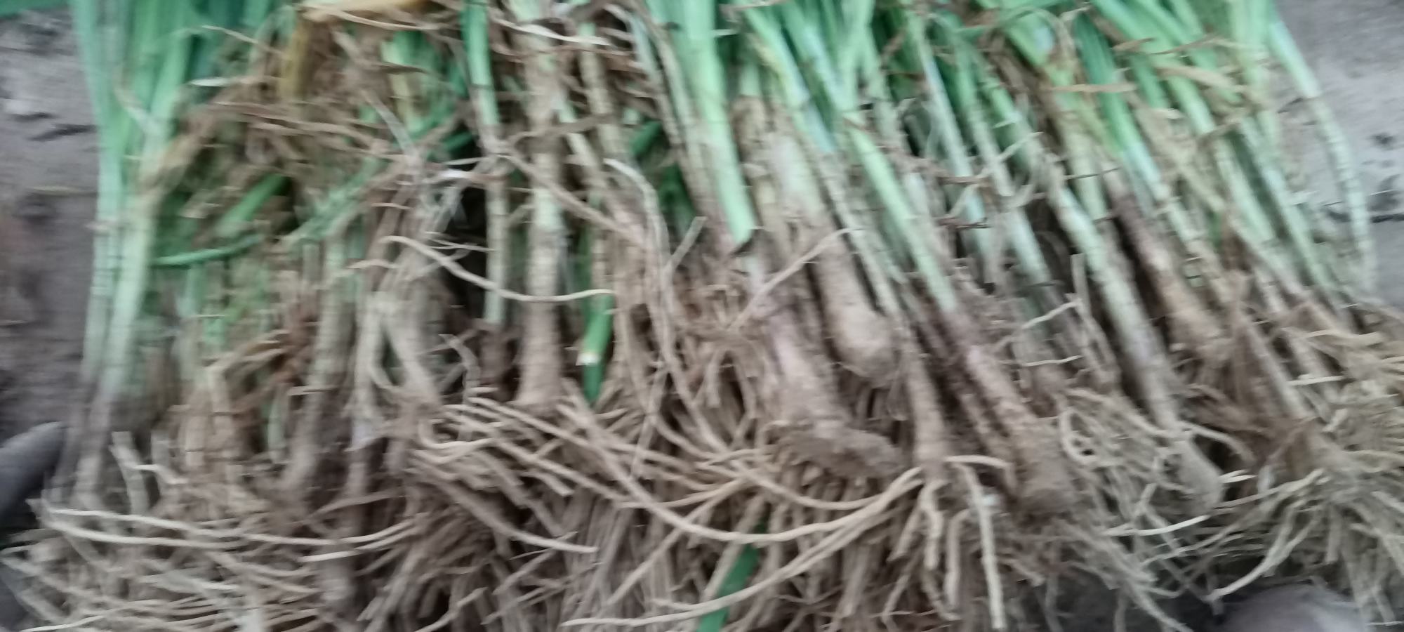 韭菜与其它蔬菜纤维对比图