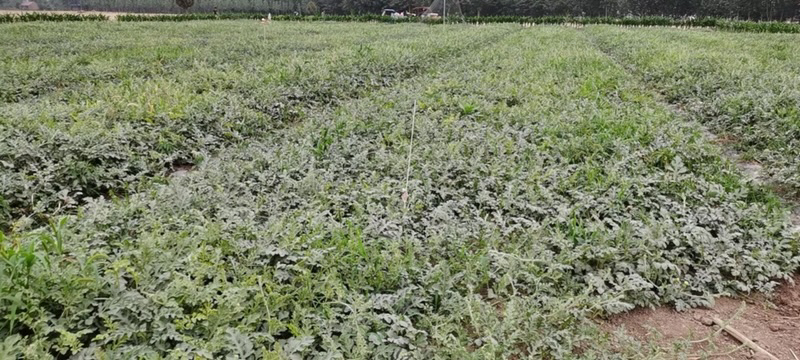 图中展示8424西瓜与麒麟西瓜在田间的种植场景,左侧为8424西瓜种植区,右侧为麒麟西瓜种植区 8424西瓜与麒麟西瓜田间种植对比图