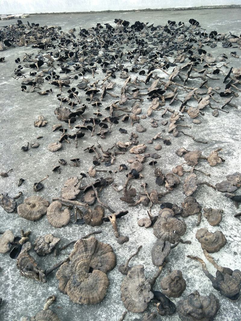 广西十万大山原生态野生香血灵芝