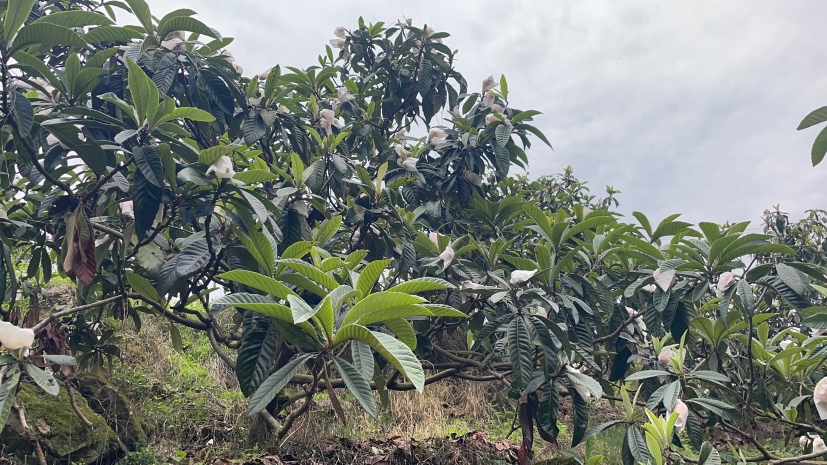 早五星与晚五星枇杷树实景图