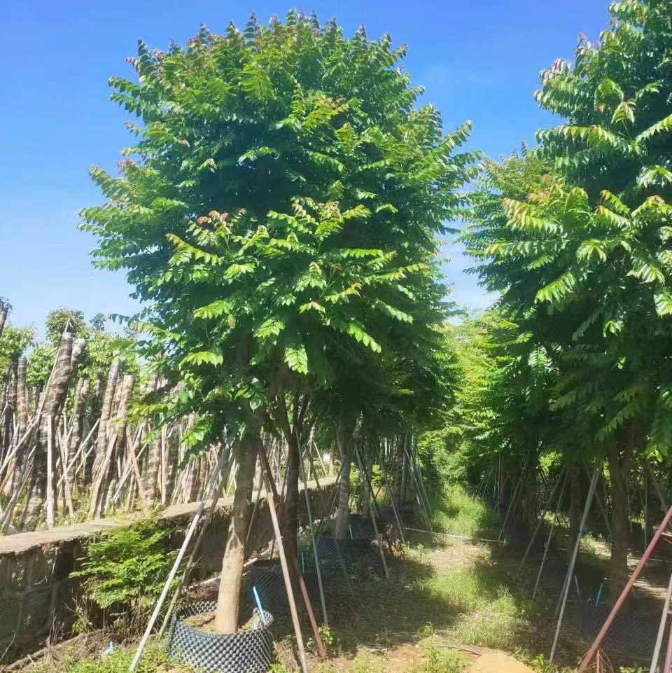 [麻楝批发]广东揭阳普宁市麻楝 10.00元/棵麻楝8到25公分 _ 一亩田