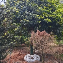 产地批发优质精品桂花苗木（自家苗圃自产自销）