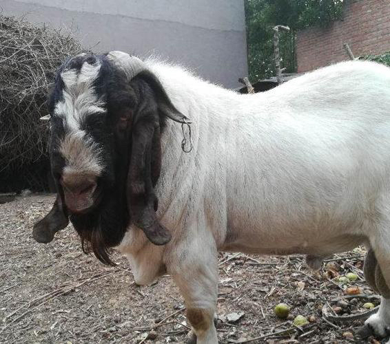 波尔山羊黑色种羊全身照