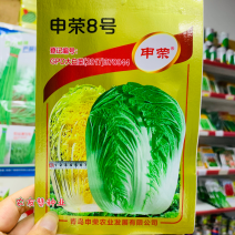 山东申荣8号黄心大白菜种子叠抱白菜品种中熟秋季大白菜