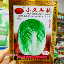 正宗小义和秋白菜种子好吃好卖结球大白菜种子净菜率高