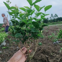 精品茉莉花苗广西南宁横县基地批发，需要可以联系我。