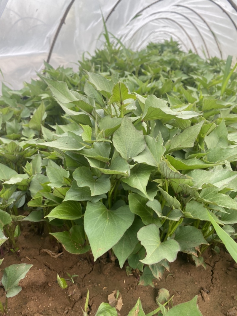 [红薯苗批发]河南洛阳伊川县红薯苗 0.30元/棵洛薯13 西瓜 _ 一亩田