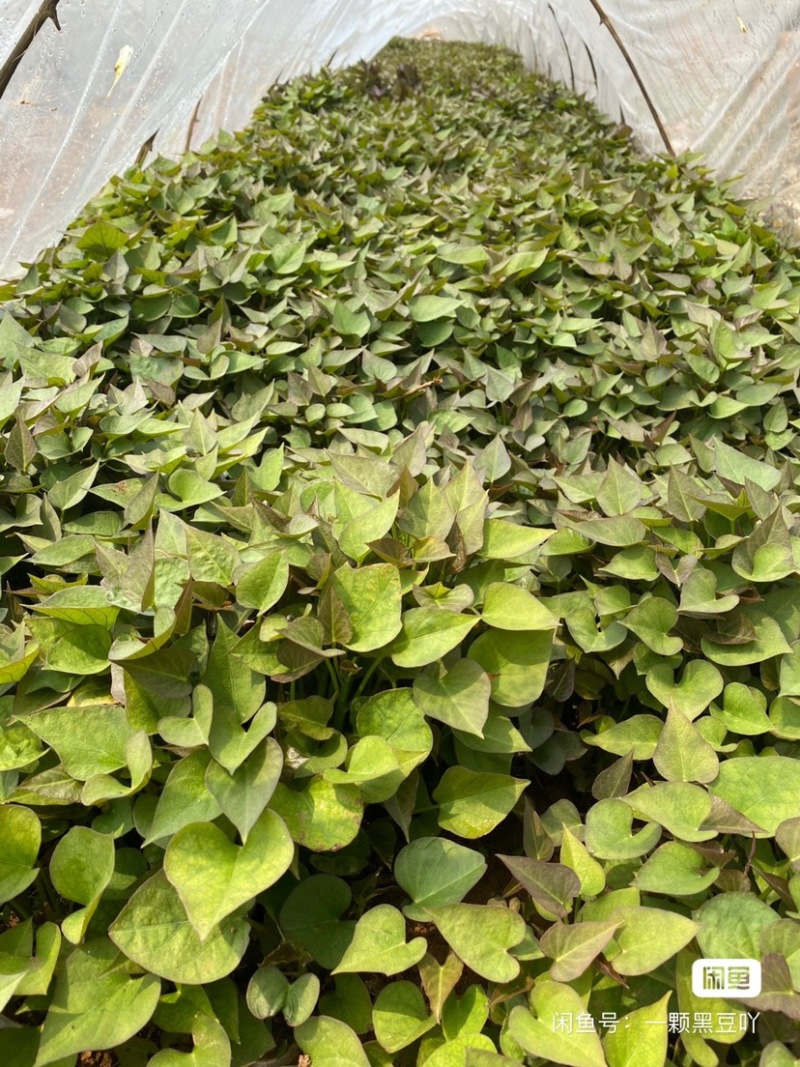 洛薯13西瓜红商薯19烟薯25