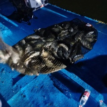 钓场回锅鱼