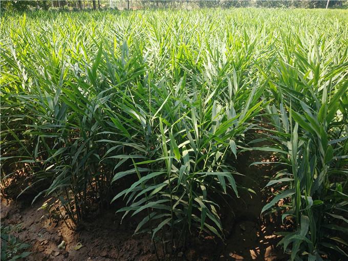 无人机航拍视角下的面姜种植田地,土壤呈深褐色,整齐排列的姜垄覆盖黑色地膜,农民正在田间劳作,远处可见绿色植被环绕,天空晴朗,阳光充足 面姜种植基地航拍图