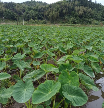 [红芽芋批发]铅山红芽芽价格2.60元/斤 - 一亩田