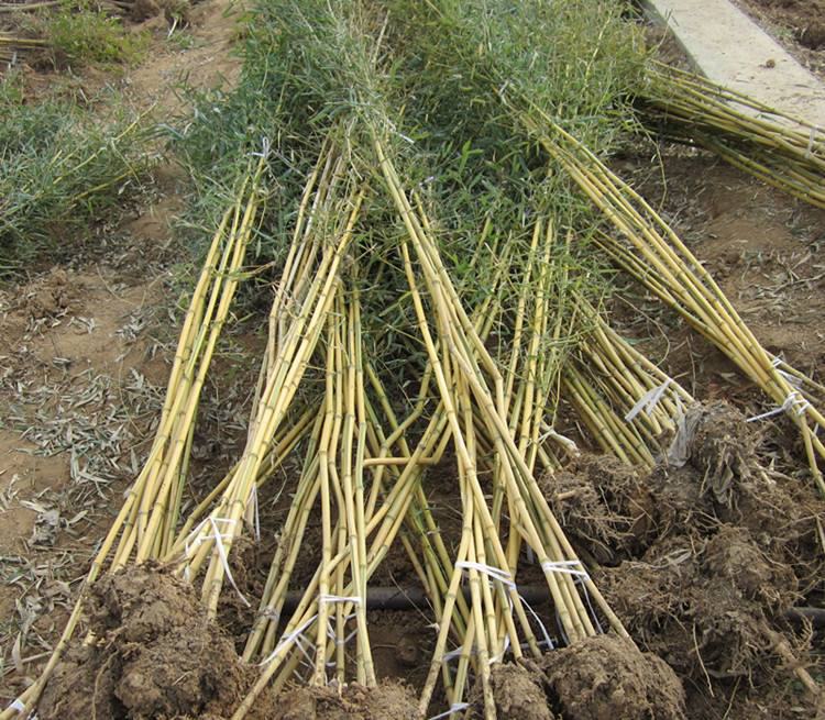 金镶玉竹地下竹鞭扩展示意图