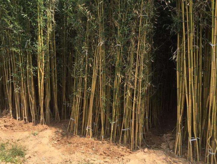 金镶玉竹在自然环境中形成的竹丛,竹竿金黄色带有绿色条纹 金镶玉竹生长形态