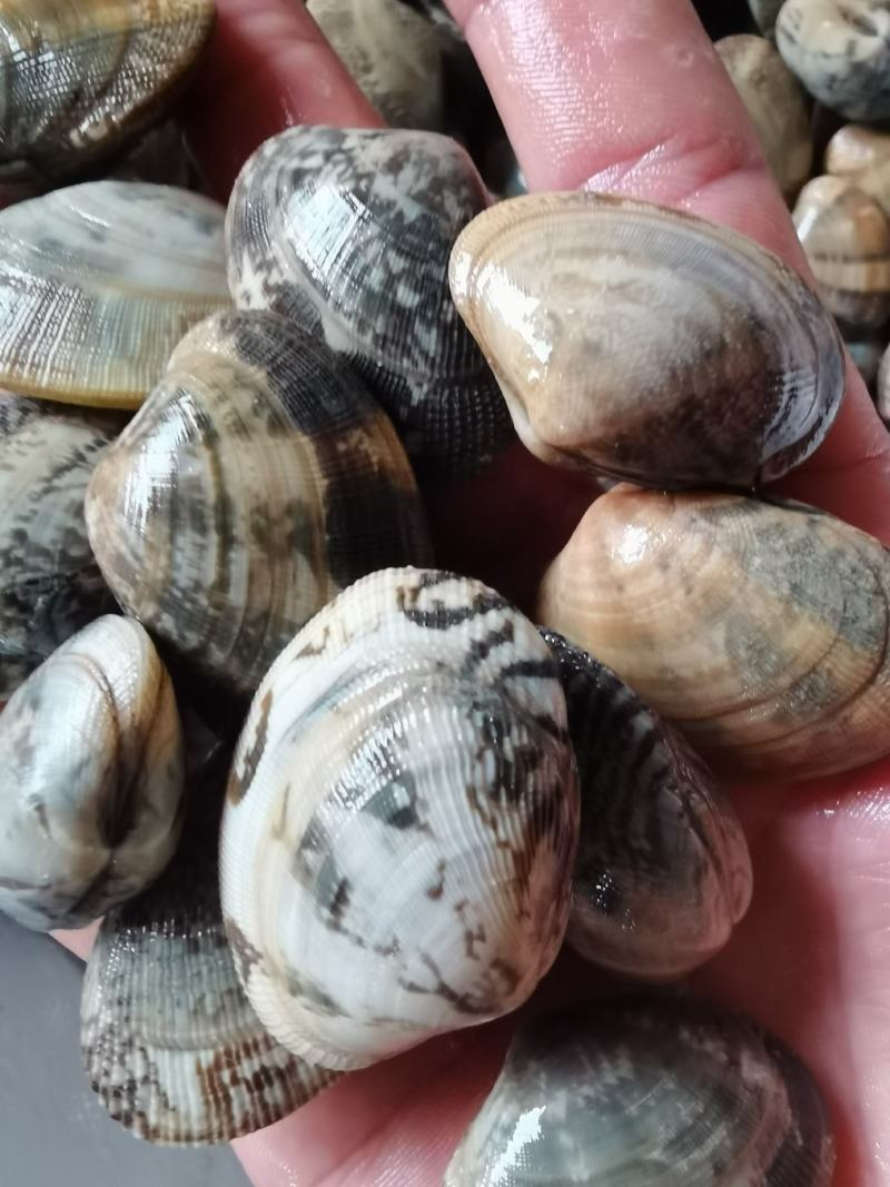 花螺,花蛤,芝麻螺