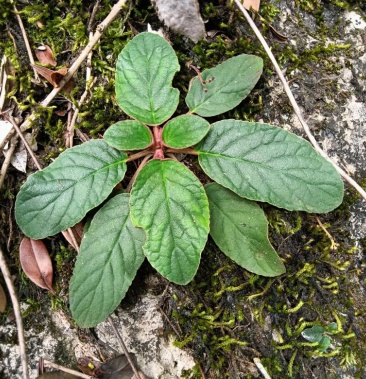 [石上柏批发]石上连价格30.00元/斤 - 一亩田