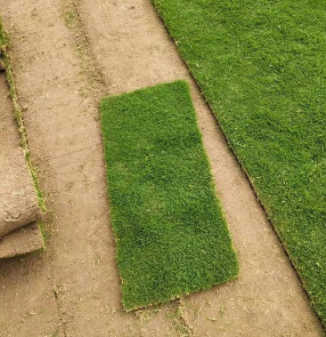 草坪真草带土室外花园绿化庭院矮生台湾草四季青草皮马尼拉果价格12