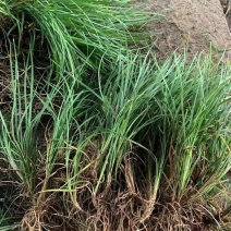 长麦冬细叶麦冬草苗小叶青叶麦冬草花苗庭院别墅地被植物沿阶