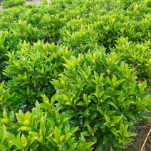 大量非洲茉莉价格面议美丽