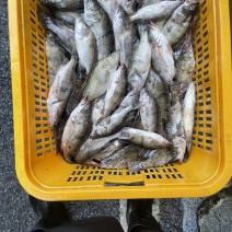 桂鱼。没见冻库。鲜活桂鱼冰鲜